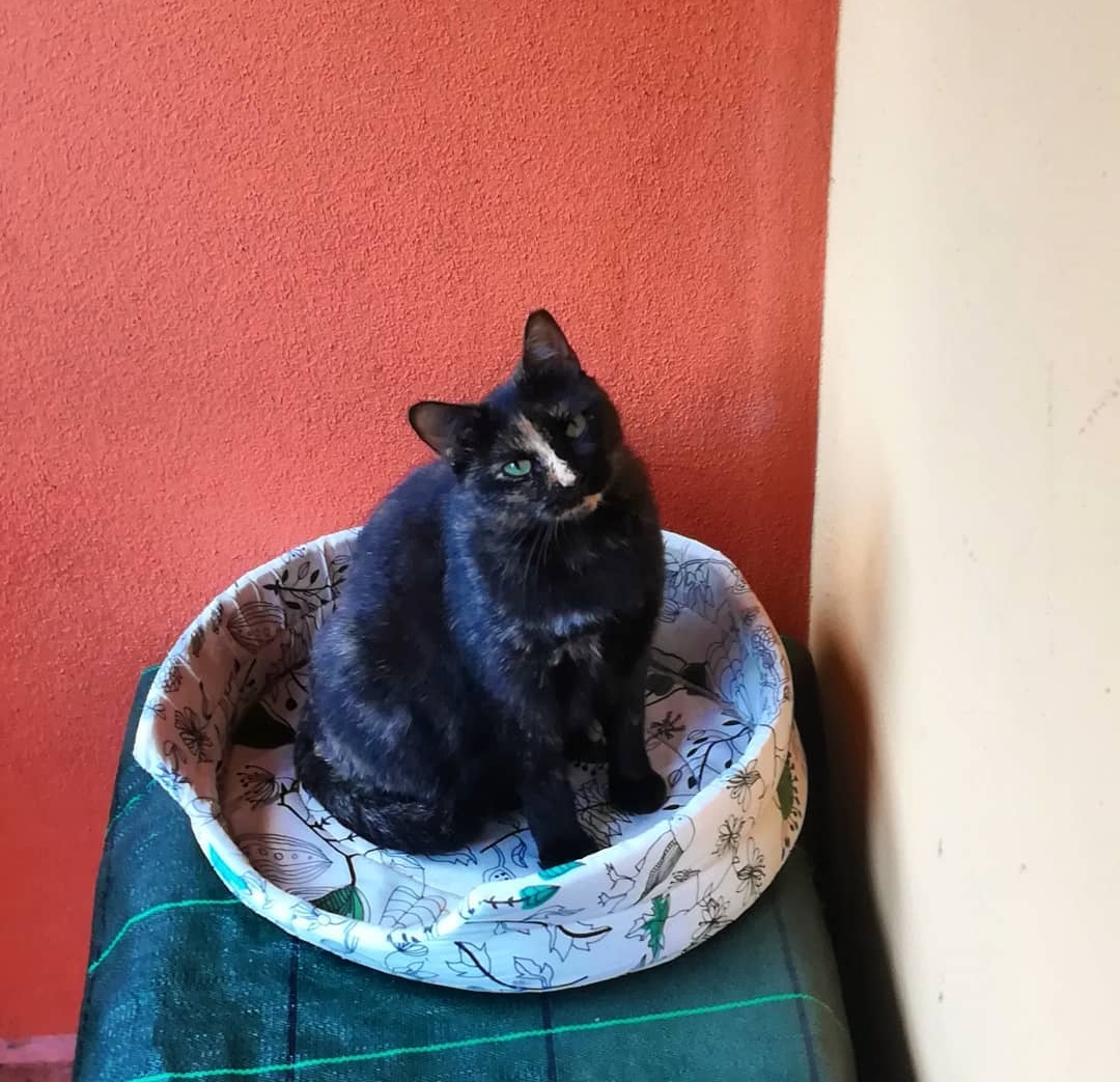 polly