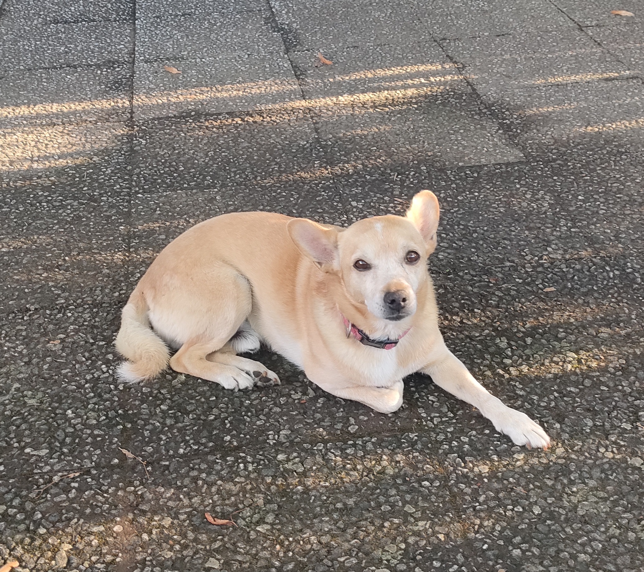 ringo
